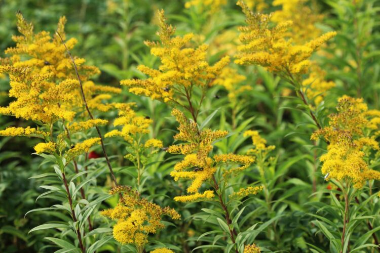 Goldenrod Honey Flavor and Benefits